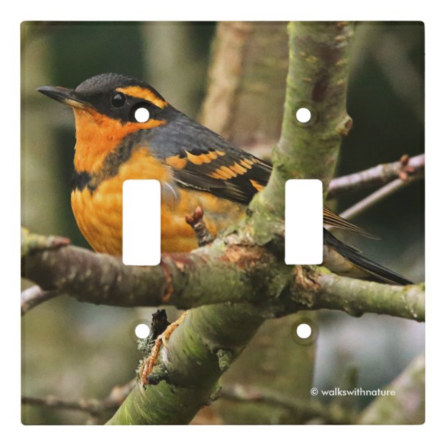 Beautiful Varied Thrush Songbird in the Tree Light Switch Cover (Front)