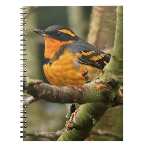 Beautiful Varied Thrush Songbird in the Tree Notebook