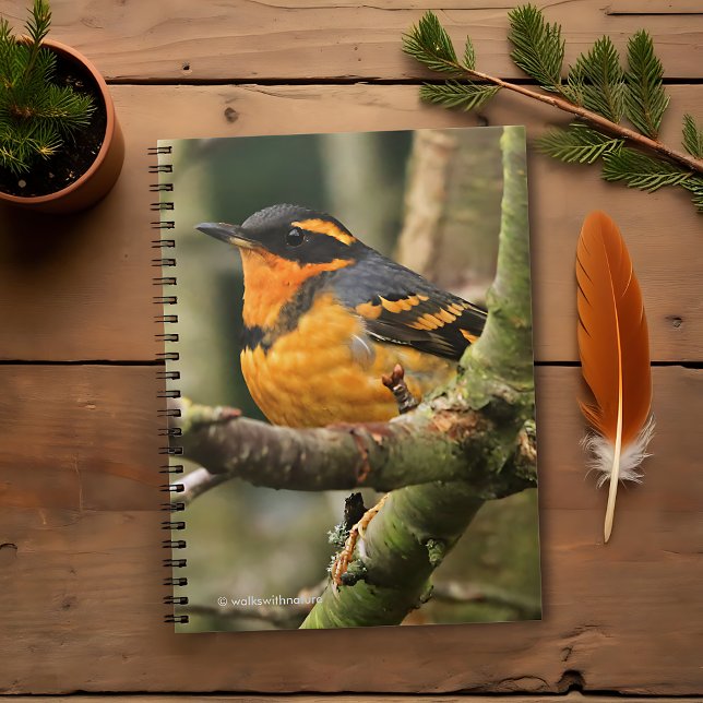 Beautiful Varied Thrush Songbird in the Tree Notebook (Beautiful Varied Thrush in the Tree Journal Cover Photo)