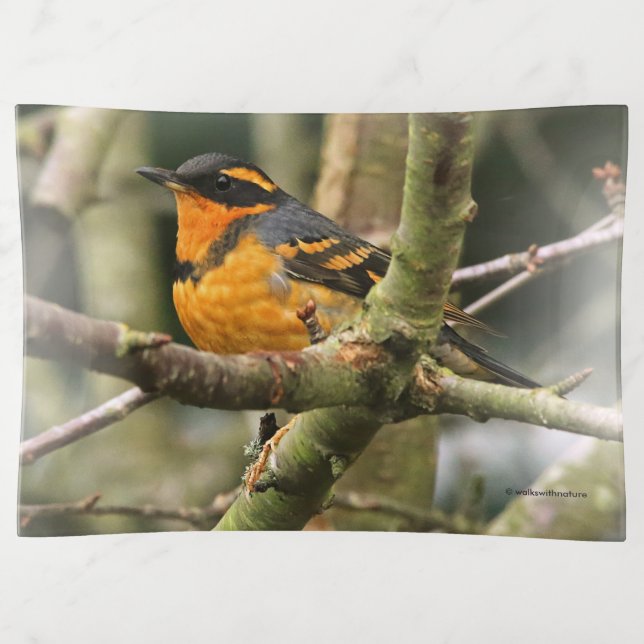 Beautiful Varied Thrush Songbird in the Tree Trinket Tray (Front)