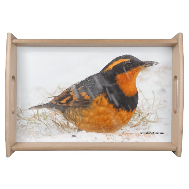 Beautiful Varied Thrush Songbird on a Snowy Day Serving Tray (Front)
