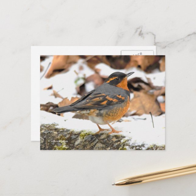 Beautiful Varied Thrush Songbird on Snowy Ground Postcard (Front/Back In Situ)