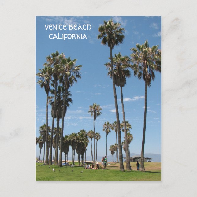 Beautiful Venice Beach Postcard! Postcard (Front)