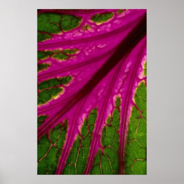 Beautiful Very red and green leaf pattern of cabba Poster (Front)