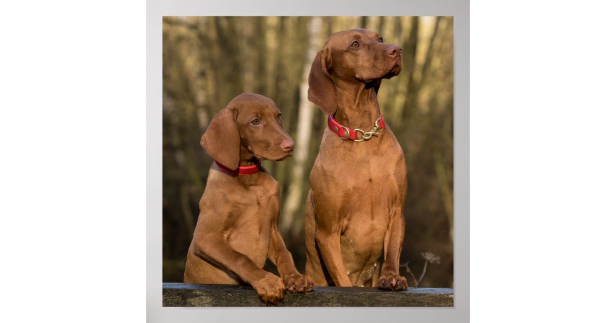 Beautiful Vice Sporting Dogs Poster | Zazzle