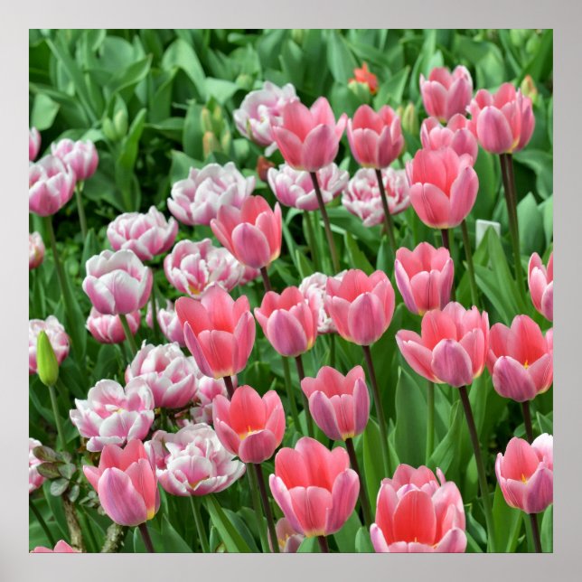 Beautiful view of field of pink tulips poster (Front)