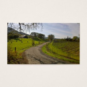Beautiful Vineyard in Napa Valley California
