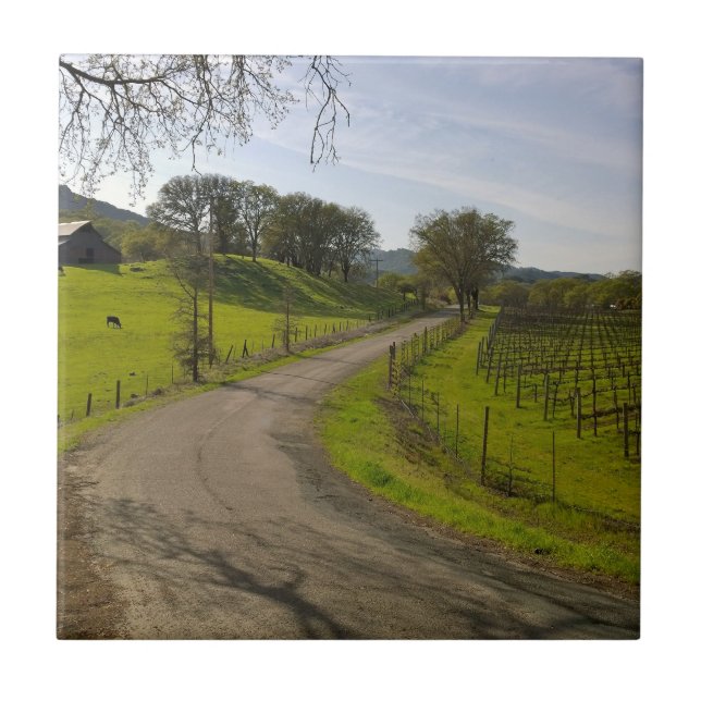 Beautiful Vineyard in Napa Valley California Tile (Front)