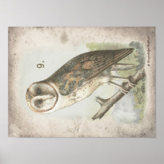 Beautiful Vintage Barn Owl poster. Poster