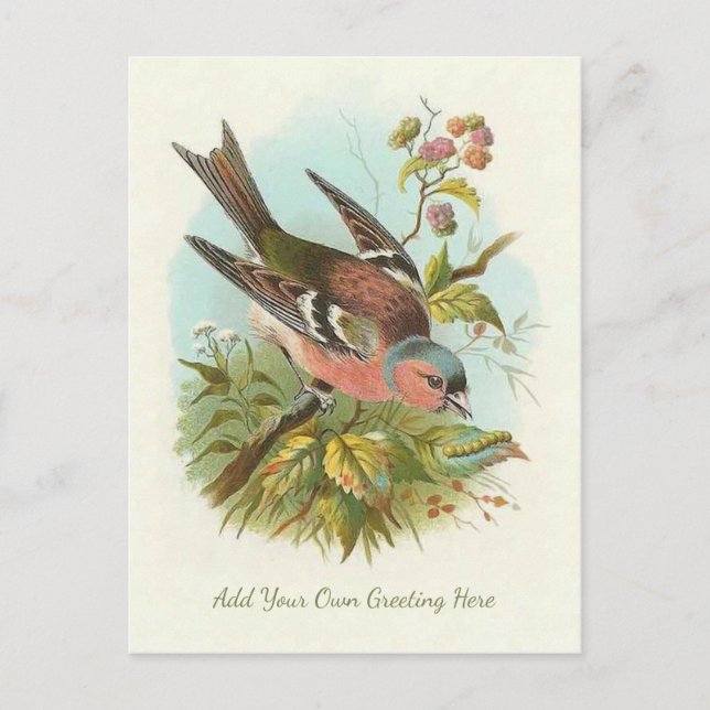 Beautiful Vintage Bird Add Your Own Greeting Postcard (Front)