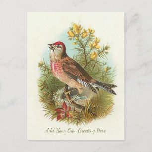 Beautiful Vintage Bird Add Your Own Greeting Postcard