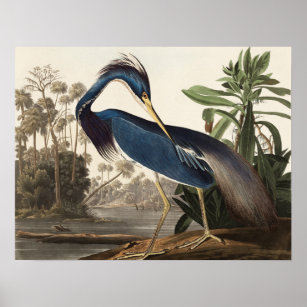 Beautiful Vintage Bird Illustration Poster