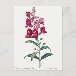 Beautiful Vintage Botanical Illustration Postcard