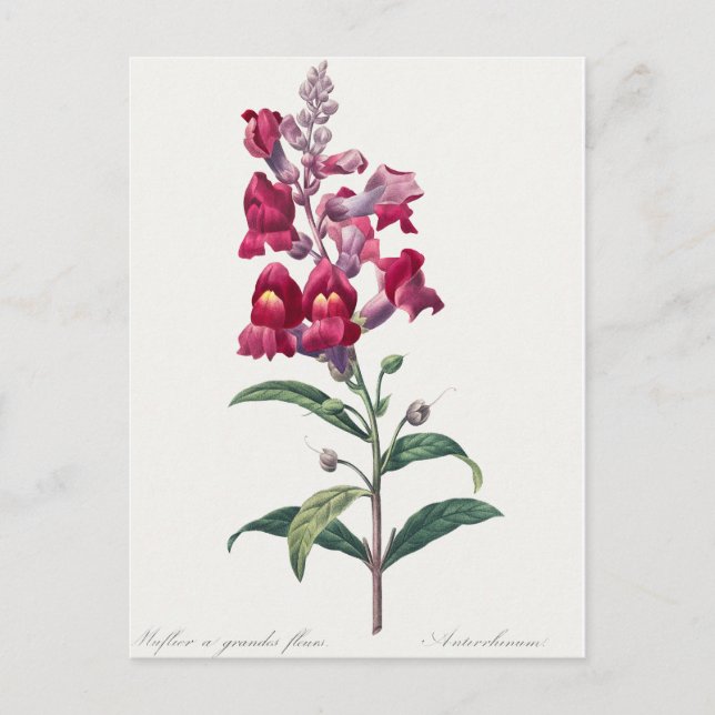 Beautiful Vintage Botanical Illustration  Postcard (Front)