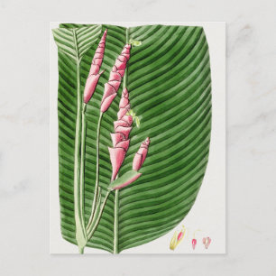 Beautiful Vintage Botanical Illustration  Postcard