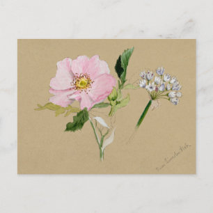 Beautiful Vintage Botanical Illustration Postcard