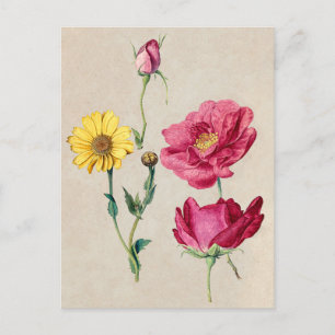 Beautiful Vintage Botanical Illustration Postcard