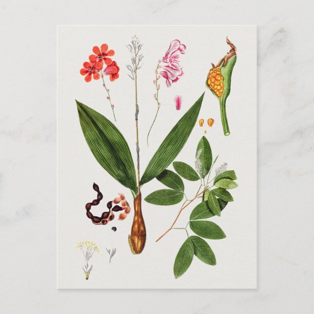 Beautiful Vintage Botanical Illustration  Postcard (Front)