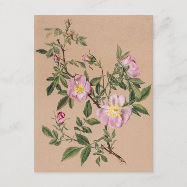 Beautiful Vintage Botanical Illustration  Postcard (Front)