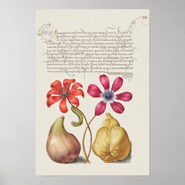 Beautiful Vintage Botanical Illustration Poster (Front)
