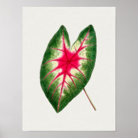 Beautiful Vintage Botanical Illustration Poster