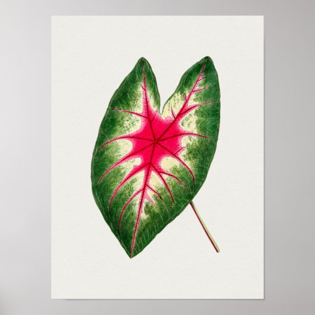 Beautiful Vintage Botanical Illustration Poster (Front)