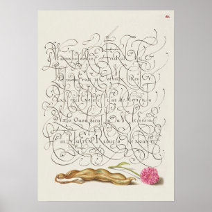 Beautiful Vintage Botanical Illustration Poster