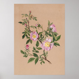 Beautiful Vintage Botanical Illustration Poster