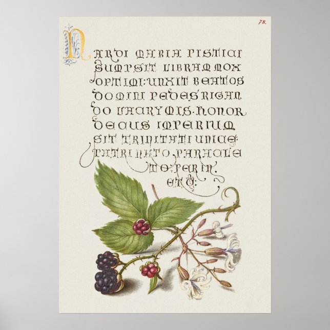 Beautiful Vintage Botanical Illustration Poster (Front)
