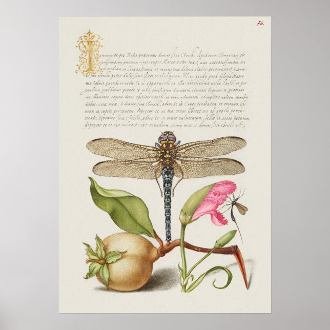 Beautiful Vintage Botanical Illustration Poster (Front)