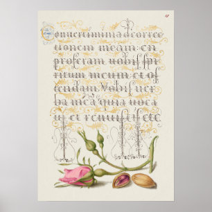 Beautiful Vintage Botanical Illustration Poster