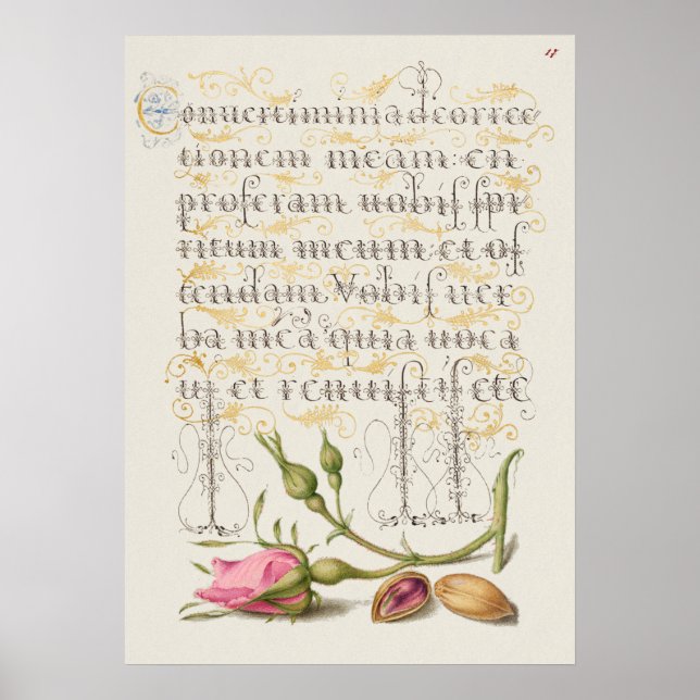 Beautiful Vintage Botanical Illustration Poster (Front)