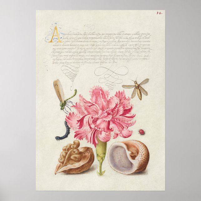 Beautiful Vintage Botanical Illustration Poster (Front)