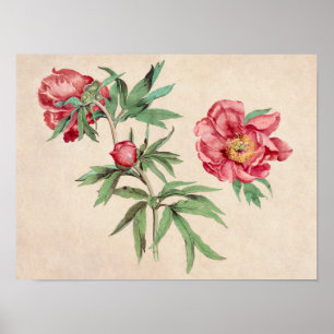 Beautiful Vintage Botanical Illustration Poster