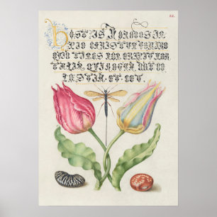 Beautiful Vintage Botanical Illustration Poster