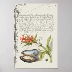 Beautiful Vintage Botanical Illustration Poster
