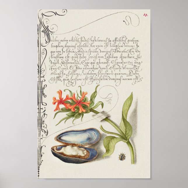 Beautiful Vintage Botanical Illustration Poster (Front)
