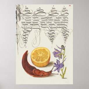 Beautiful Vintage Botanical Illustration Poster