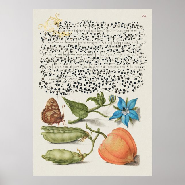 Beautiful Vintage Botanical Illustration Poster (Front)