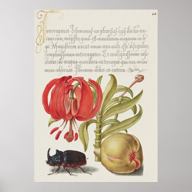 Beautiful Vintage Botanical Illustration Poster (Front)