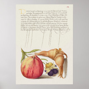 Beautiful Vintage Botanical Illustration Poster