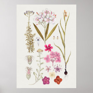 Beautiful Vintage Botanical Illustration Poster
