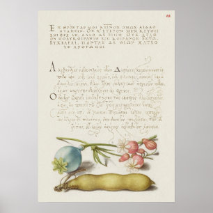 Beautiful Vintage Botanical Illustration Poster
