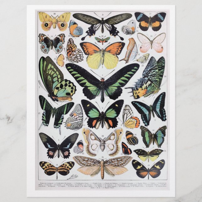 Beautiful Vintage Butterfly Identification Chart  (Front)
