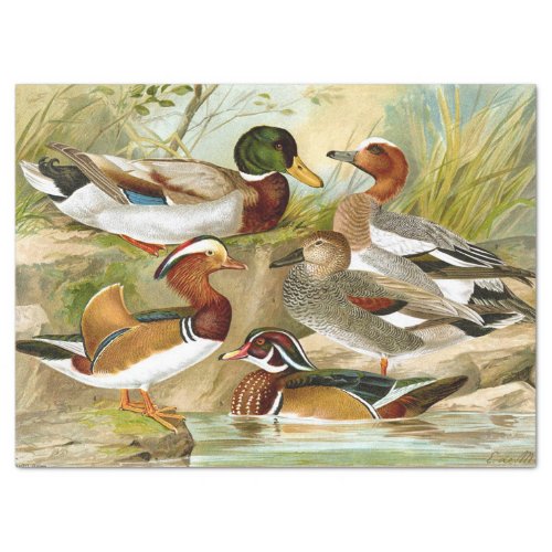 Beautiful Vintage Ducks At The Pond Decoupage Tissue Paper