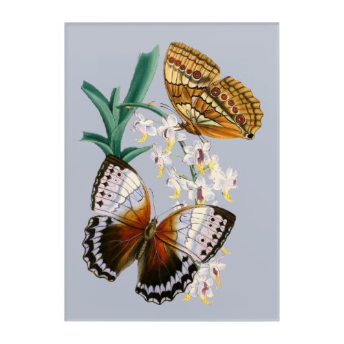 Beautiful Vintage Floral Butterfly Illustration Acrylic Print