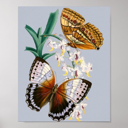 Beautiful Vintage Floral Butterfly Illustration Poster