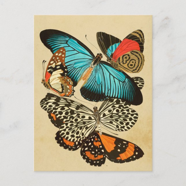 Beautiful Vintage Garden Butterflies Postcard (Front)