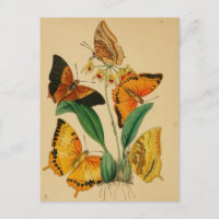 Beautiful Vintage Garden Butterflies