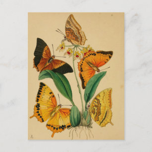 Beautiful Vintage Garden Butterflies Postcard